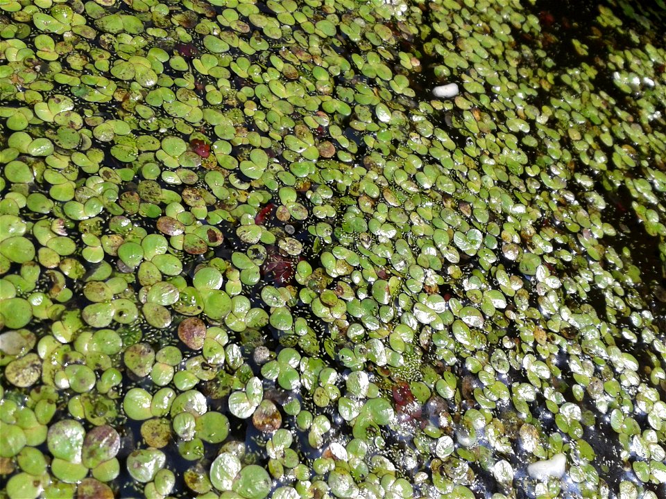 Botanical name - Lemna minor
Common name -Duckweed 
Fast growing species; Multiplies in  a few days;Creates good atmosphere for water creachers ;Enriched with protein ;Provides breeding shelters for f