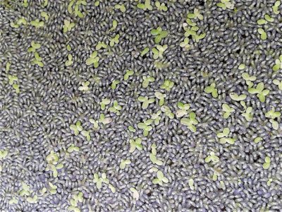 Botanical name - Lemna minor
Common name -Duckweed 
Fast growing species; Multiplies in  a few days;Creates good atmosphere for water creachers ;Enriched with protein ;Provides breeding shelters for f