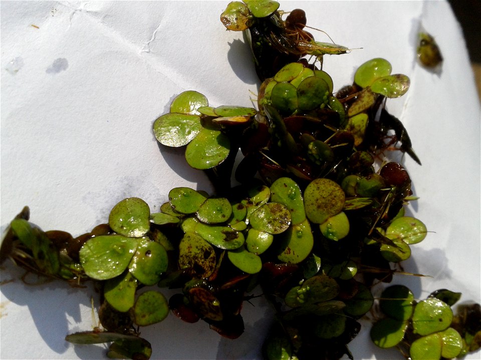 Botanical name - Lemna minor
Common name -Duckweed 
Fast growing species; Multiplies in  a few days;Creates good atmosphere for water creachers ;Enriched with protein ;Provides breeding shelters for f