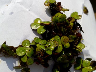 Botanical name - Lemna minor
Common name -Duckweed 
Fast growing species; Multiplies in  a few days;Creates good atmosphere for water creachers ;Enriched with protein ;Provides breeding shelters for f
