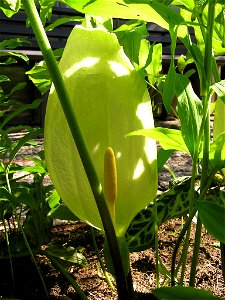 Aronstab Blüte (Arum italicum)