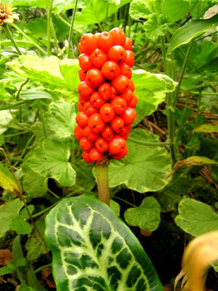 Aronstab Frucht, (Arum italicum)