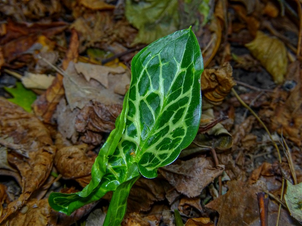Italian arum (Arum italicum)
