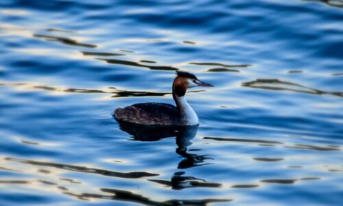 Water bird wild