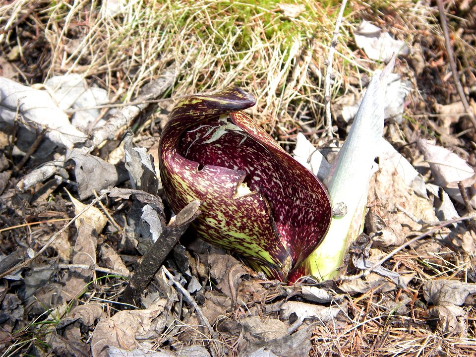 skunkcabbage from Ward Reservation in Massachusetts