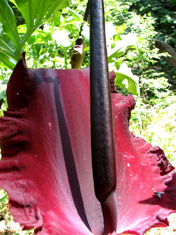 Dracunculus Vulgaris in Rodini Park, Rhodes (Greece)