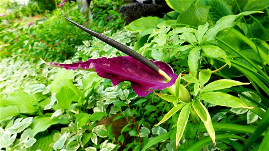 Dracunculus vulgaris in its 2nd day of blooming.  Grown in Canada.