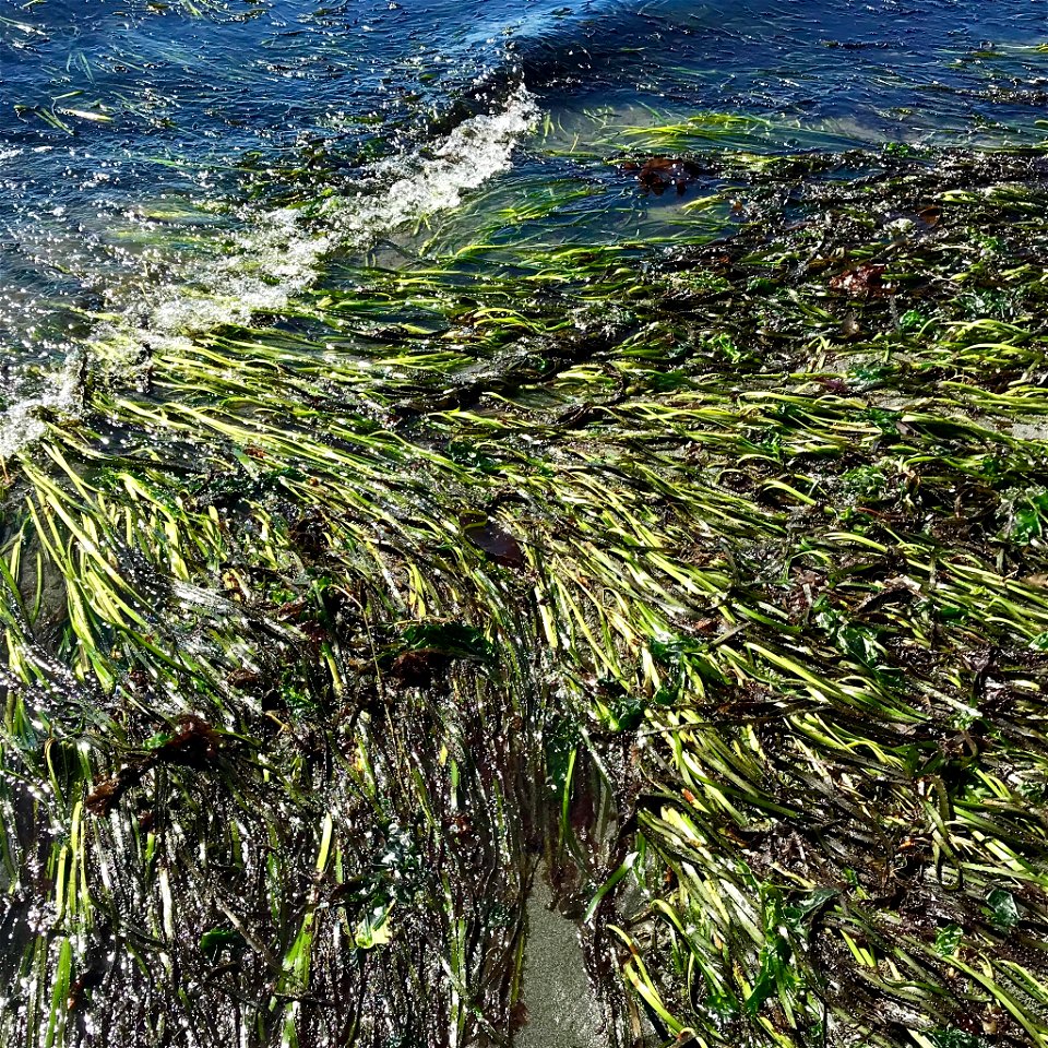 The common eelgrass or seawrack - Zostera subg. Zostera marina Linnaeus, 1753[1] Photograph taken in Jefferson County, Washington state, USA (July 12, 2018).