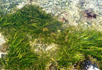 Zostera Eel Grass. [Note: The caption on the thumbnail of this picture in the Zostera article on the English Wikipedia reads: "Zostera sp in Mussel Ridge Channel, Birch Island, Maine." Which species i