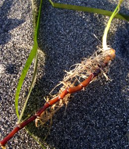 Rhizome of Zostera marina on the beach at Carkeek Park, Seattle, Washington, USA.
