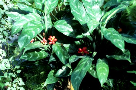 Aglaonema comuttatum variegatum