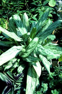 Aglaonema pseudobracteatum