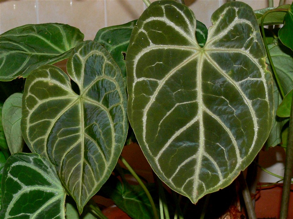 Anthurium crystallinum