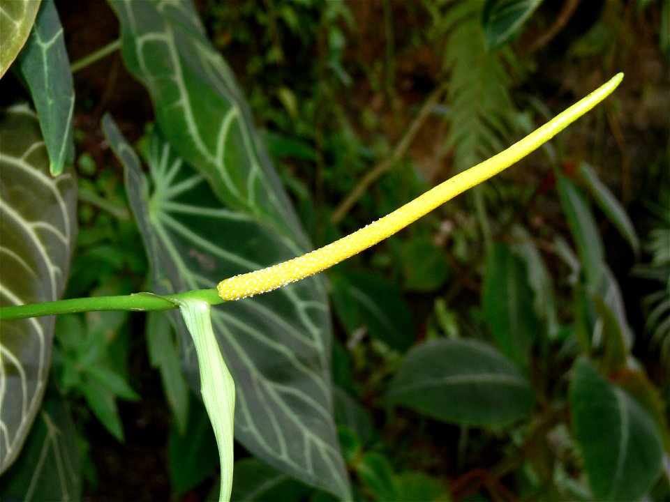 Anthurium crystallinum inflorescence, in the botanical garden in Troja, Prague, CZ (Fata Morgana greenhouse)