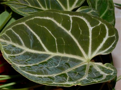 Anthurium crystallinum leaf