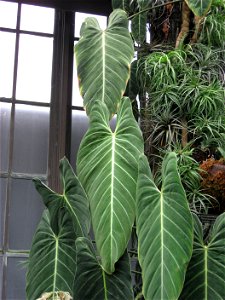 A picture of Philodendron melanochrysum.