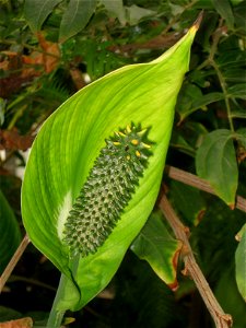 Spathiphyllum cochlearispathum specimen in the National Botanic Garden of Belgium, Meise, just north of Brussels, Belgium.