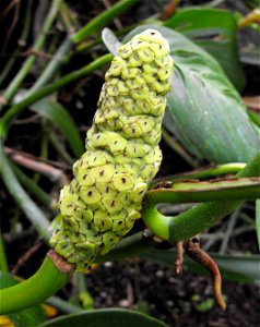 Fruiting Monstera obliqua in the Botanical Building at Balboa Park, San Diego, California, USA. photo