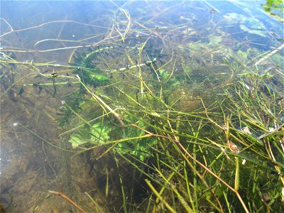 Kanadische Wasserpest (Elodea canadensis) im Kraichbach im Landschaftsschutzgebiet „Hockenheimer Rheinbogen“ photo