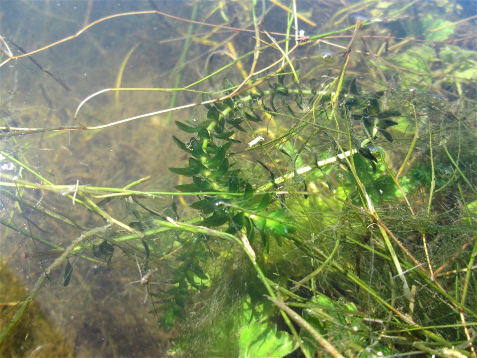 Kanadische Wasserpest (Elodea canadensis) im Kraichbach im Landschaftsschutzgebiet „Hockenheimer Rheinbogen“