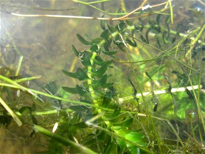 Kanadische Wasserpest (Elodea canadensis) im Kraichbach im Landschaftsschutzgebiet „Hockenheimer Rheinbogen“