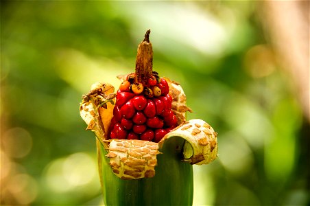 Alocasia brisbanensis (fruit)