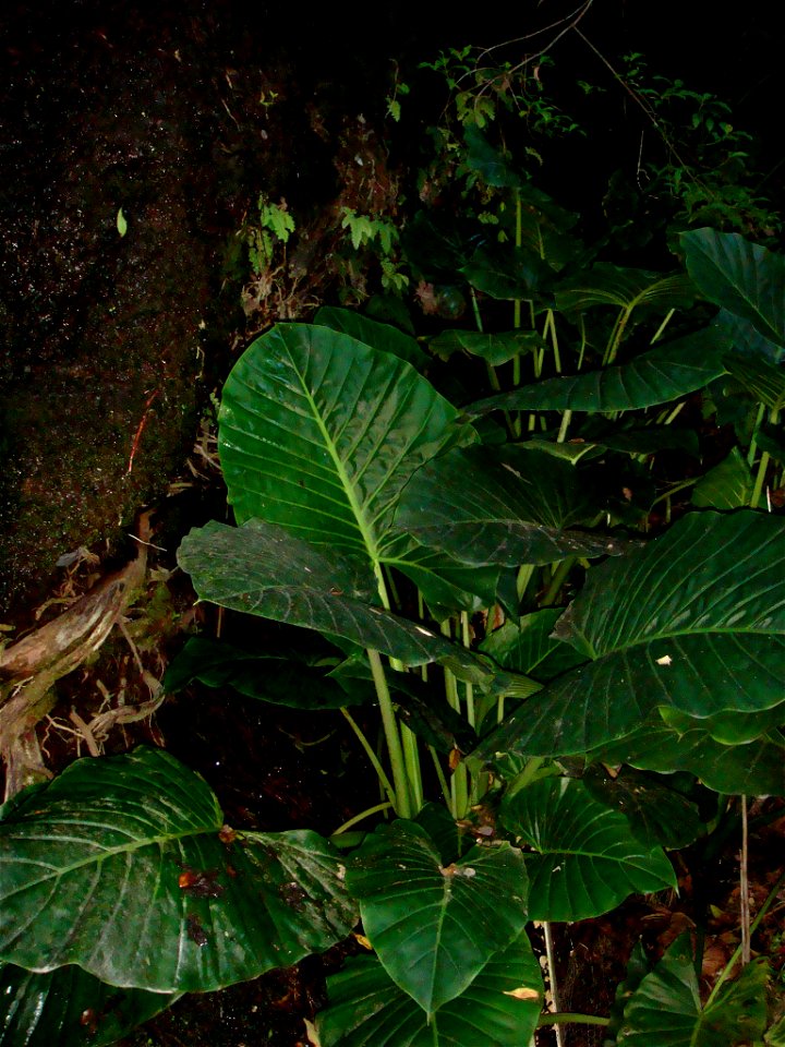 Cyclodictyon blumeanum on a cliff face seepage behind Alocasia brisbanensis.