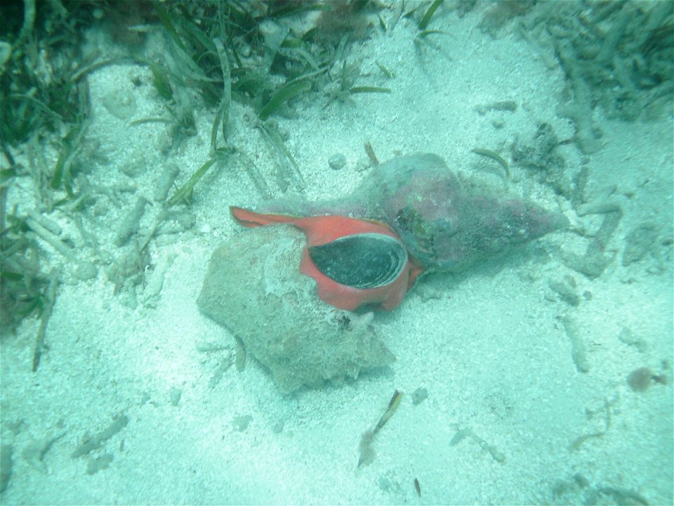 A horse conch (above right, with orange mantle), Pleuroploca gigantea feeding on a queen conch Eustrombus gigas, Dry Tortugas National Park, Florida.  June 29, 2010.