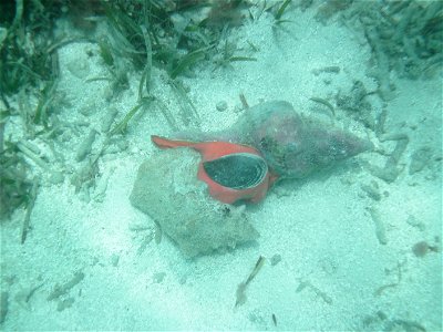 A horse conch (above right, with orange mantle), Pleuroploca gigantea feeding on a queen conch Eustrombus gigas, Dry Tortugas National Park, Florida. June 29, 2010. photo