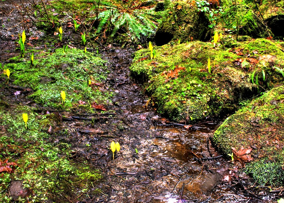 Skunk cabbage sprouting in Capilano River Regional Park, North Vancouver, British Columbia, Canada.