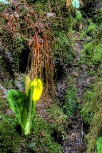 Western skunk cabbage sprouting in Capilano River Regional Park, North Vancouver, British Columbia, Canada. photo