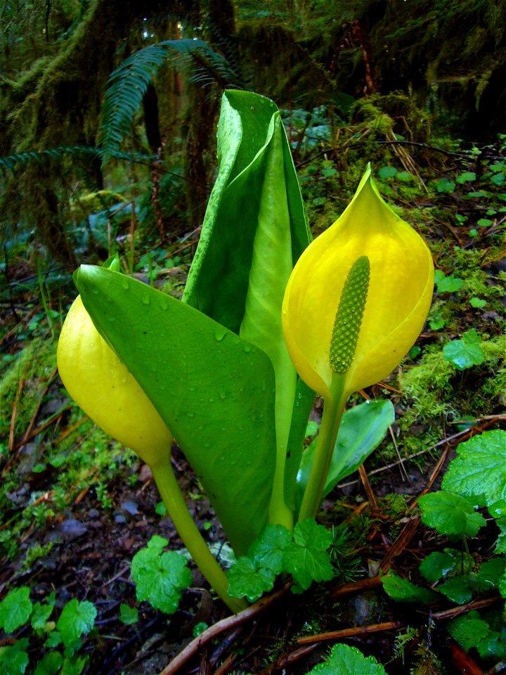 Photo of Western Skunk Cabbage, Goodman Creek, Eugene, OR.