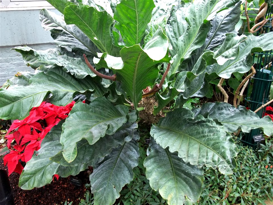 A photograph of Anthurium hookeri.