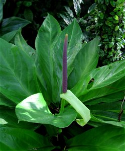 Flowering Anthurium hookeri. Photo taken in late february 2013 in the greenhouse of the Botanical garden of Masaryk Univeristy, Brno, Czech Republic.