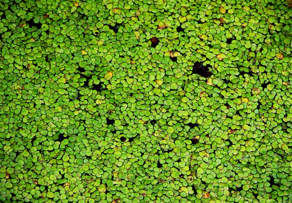 Water plant Spirodela polyrhiza from the Botanical Gardens of Charles University, Prague, Czech Republic