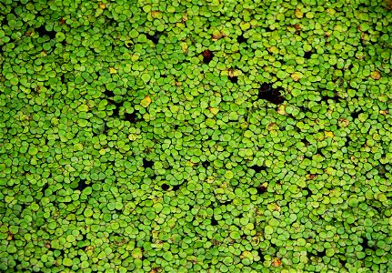 Water plant Spirodela polyrhiza from the Botanical Gardens of Charles University, Prague, Czech Republic