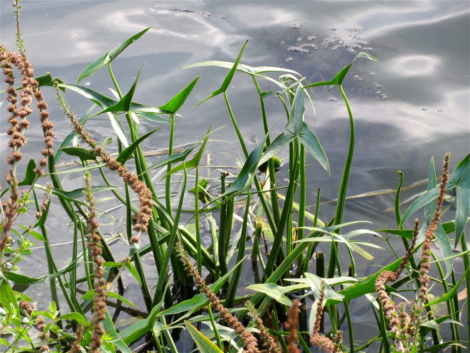Gewöhnliches Pfeilkraut (Sagittaria sagittifolia) an der Saar in Saarbrücken