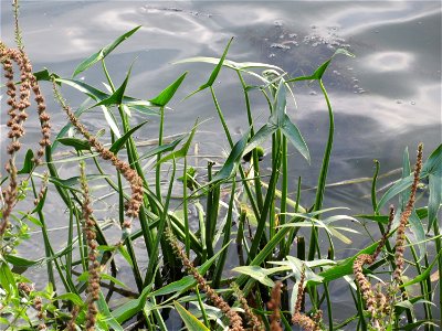 Gewöhnliches Pfeilkraut (Sagittaria sagittifolia) an der Saar in Saarbrücken