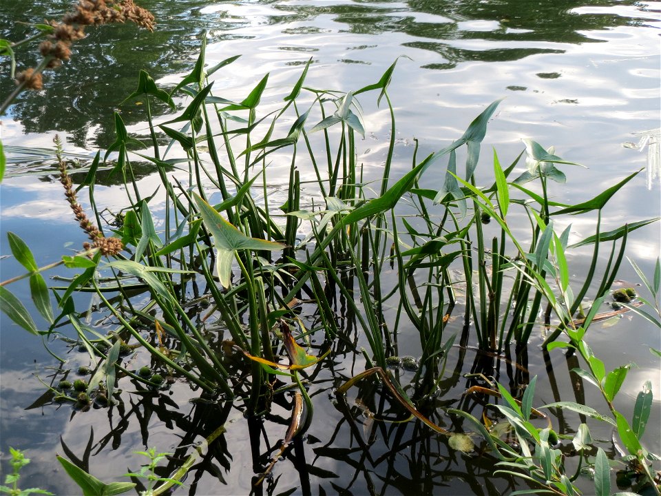 Gewöhnliches Pfeilkraut (Sagittaria sagittifolia) an der Saar in Saarbrücken