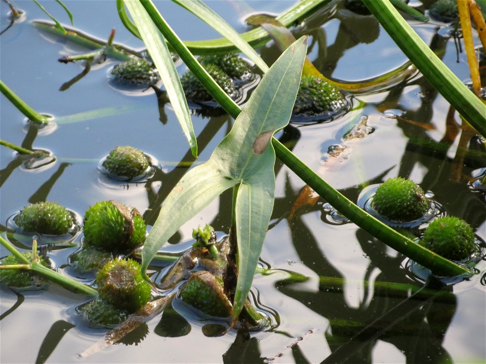 Gewöhnliches Pfeilkraut (Sagittaria sagittifolia) an der Saar in Saarbrücken