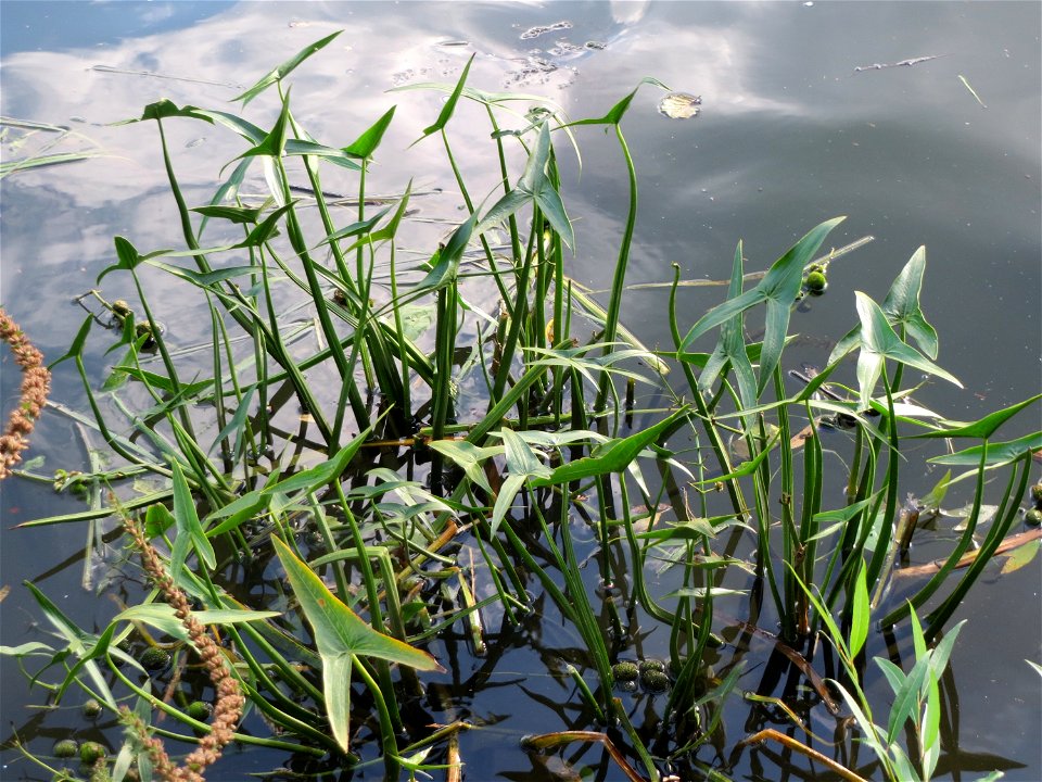 Gewöhnliches Pfeilkraut (Sagittaria sagittifolia) an der Saar in Saarbrücken
