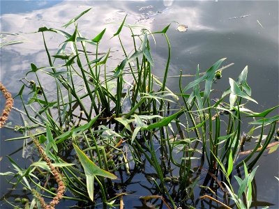 Gewöhnliches Pfeilkraut (Sagittaria sagittifolia) an der Saar in Saarbrücken
