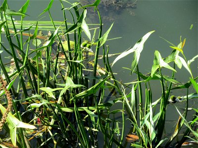Gewöhnliches Pfeilkraut (Sagittaria sagittifolia) an der Saar in Saarbrücken