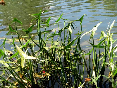 Gewöhnliches Pfeilkraut (Sagittaria sagittifolia) an der Saar in Saarbrücken