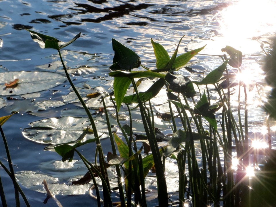 Gewöhnliches Pfeilkraut (Sagittaria sagittifolia) an der Saar in Saarbrücken
