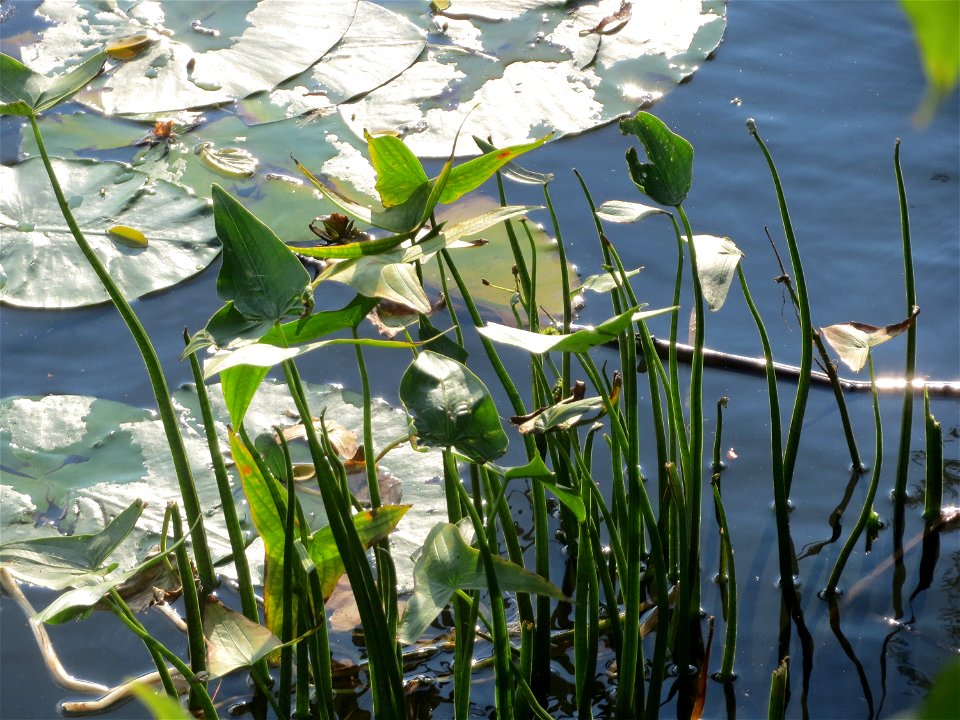 Gewöhnliches Pfeilkraut (Sagittaria sagittifolia) an der Saar in Saarbrücken