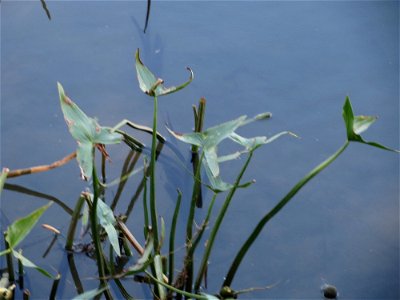 Gewöhnliches Pfeilkraut (Sagittaria sagittifolia) an der Saar in Saarbrücken