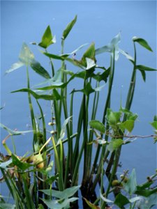 Gewöhnliches Pfeilkraut (Sagittaria sagittifolia) an der Saar in Saarbrücken