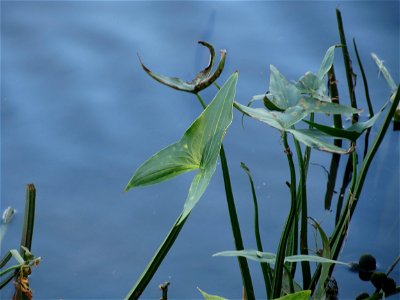Gewöhnliches Pfeilkraut (Sagittaria sagittifolia) an der Saar in Saarbrücken