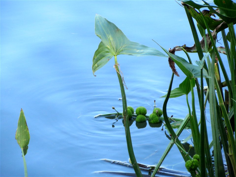 Gewöhnliches Pfeilkraut (Sagittaria sagittifolia) an der Saar in Saarbrücken